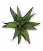 Umělá rostlina Haworthia 13 cm