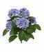 Umělá rostlina Hortenzie modrá 40 cm