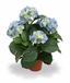 Umělá rostlina Hortenzie modrá 45 cm