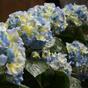 Umělá rostlina Hortenzie modrá 45 cm