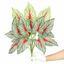Umělá rostlina Kaládium vícebarevná 50 cm