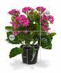 Umělá rostlina Kalanchoe fialová 30 cm