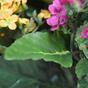 Umělá rostlina Kalanchoe fialová 30 cm