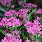 Umělá rostlina Kalanchoe růžová 30 cm