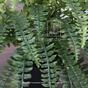 Umělá rostlina Královská kapradina 100 cm