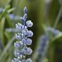 Umělá rostlina Levandule modrá 50 cm