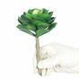 Umělá rostlina lotus Eševéria zelená 15,5 cm