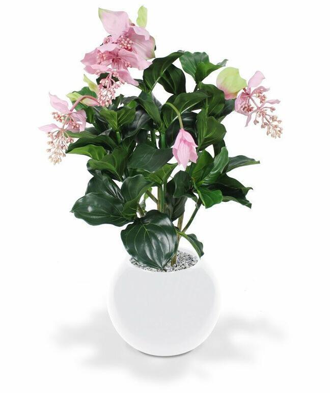 Umělá rostlina Medinila nádherná 100 cm