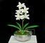 Umělá rostlina Orchidea Cymbidium krémová 50 cm
