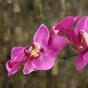 Umělá rostlina Orchidej fialová 80 cm