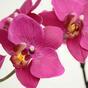 Umělá rostlina Orchidej fialová 80 cm