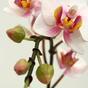 Umělá rostlina Orchidej růžová 50 cm
