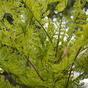 Umělá rostlina Papratka samičí 75 cm