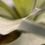 Umělá rostlina Parožnatka 30 cm