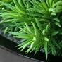 Umělá rostlina Peperomia 23 cm