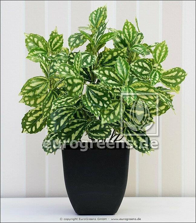 Umělá rostlina Peperomia 40 cm
