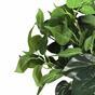 Umělá rostlina Philodendron Cordatum 45 cm