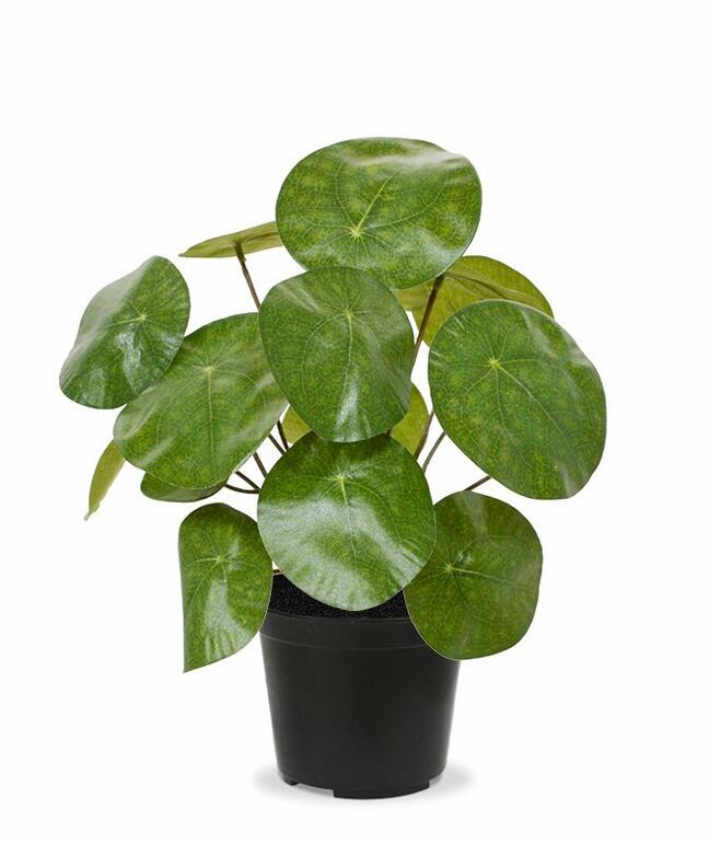Umělá rostlina Pilea peperomioides 20 cm