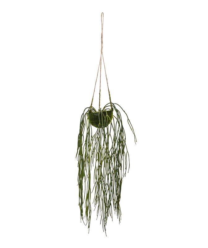 Umělá rostlina Rhipsalis Pilocarpa v závěsném košíku