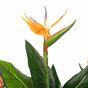 Umělá rostlina Strelície kvetoucí 150 cm