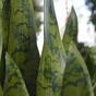 Umělá rostlina Tchynin jazyk 60 cm