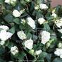 Umělá úponka Růže bílá 70 cm