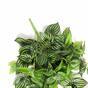 Umělá úponky Peperomia 80 cm