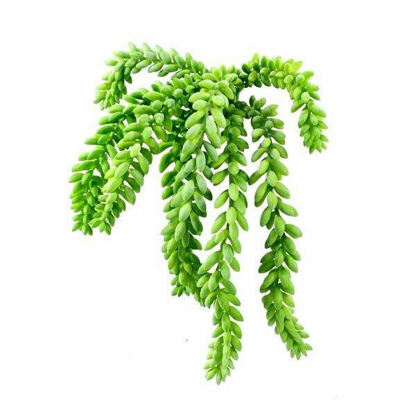 Umělá úponky Rozchodník Morganův 25 cm