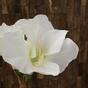 Umělá větev Amaryllis bílá 55 cm