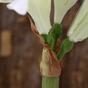 Umělá větev Amaryllis bílá 55 cm