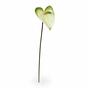 Umělá větev Anthurium bílo-zelená 55 cm
