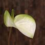 Umělá větev Anthurium bílo-zelená 55 cm