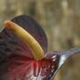 Umělá větev Anthurium burgundy 55 cm