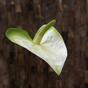 Umělá větev Anthurium zeleno-bílá 50 cm