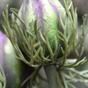 Umělá větev Černucha zeleno-fialová 55 cm