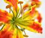 Umělá větev Gloriosa superba oranžová 65 cm