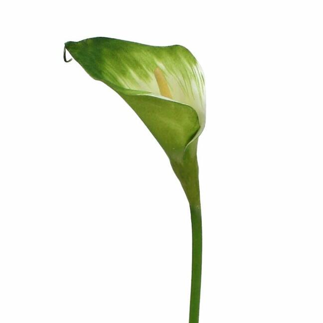 Umělá větev Kamélia zeleno-bílá 55 cm