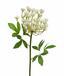 Umělá větev Kopr krémová 55 cm