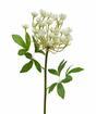 Umělá větev Kopr krémová 55 cm