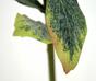 Umělá větev Leucadendron oranžová 60 cm