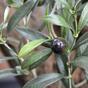 Umělá větev Olivovník s olivami 54 cm