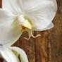 Umělá větev orchidej bílá 55 cm