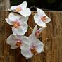 Umělá větev Orchidej růžovo-bílá 55 cm