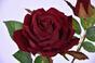 Umělá větev Růže burgundy 60 cm