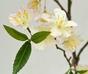 Umělá větev Třešeň krémová 120 cm