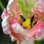 Umělá větev Tulipán zeleno-růžový 70 cm