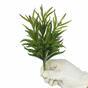 Umělá větvička Dianthus zelená 17,5 cm