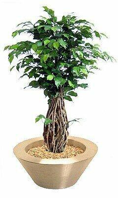 Umělý bonsai Fíkus Liana 100 cm