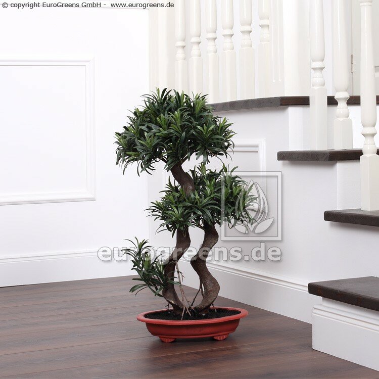 Umělý Podocarpus Bonsai 65 cm - 2 korunky listů