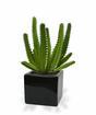 Umělý kaktus Euphorbia 20 cm